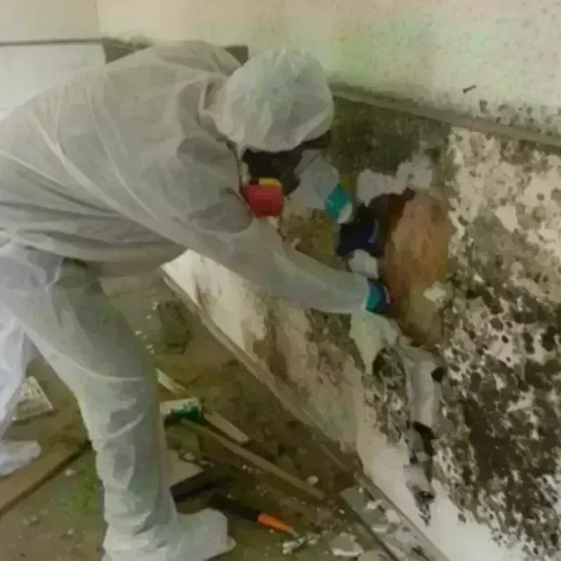 Mold Remediation and Removal in McGehee, AR